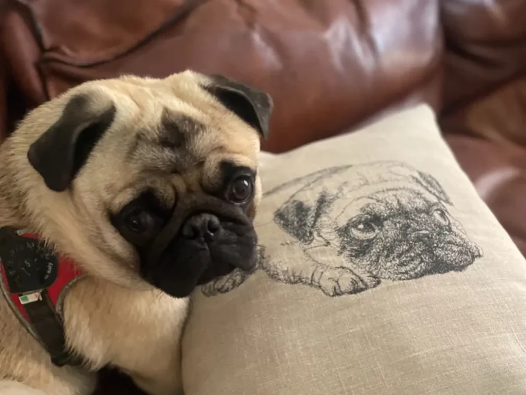 carlinversionportable